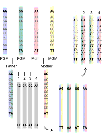 An example of genotype inference